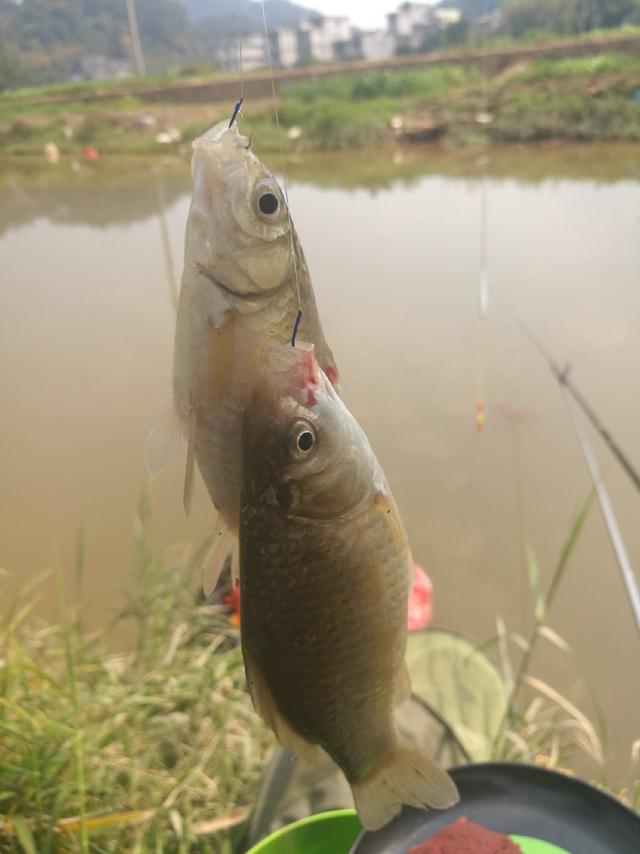 春江水暖独钓鲫,浅谈延续聚窝的重要性_鱼获