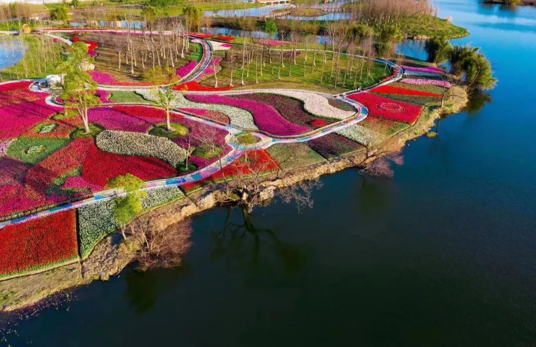 九龙汇湿地公园30万株郁金香已盛开今年我们可以在线vr赏花