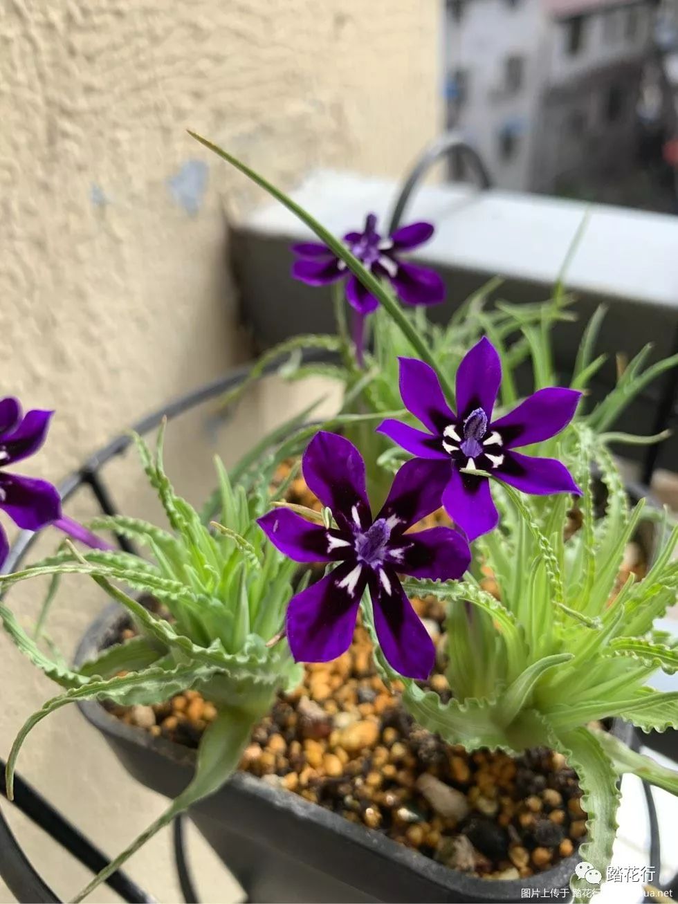 拉培疏初开,好精致啊