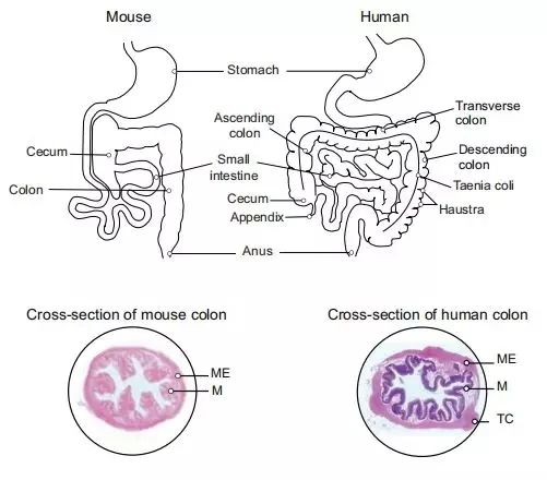 小鼠大肠小肠结构图图片