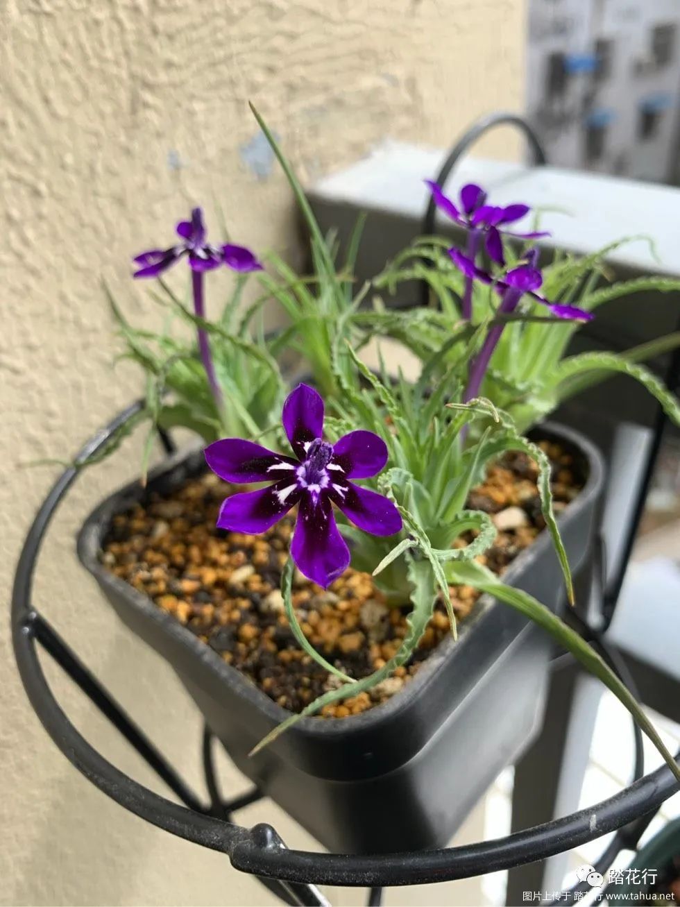 拉培疏初开,好精致啊