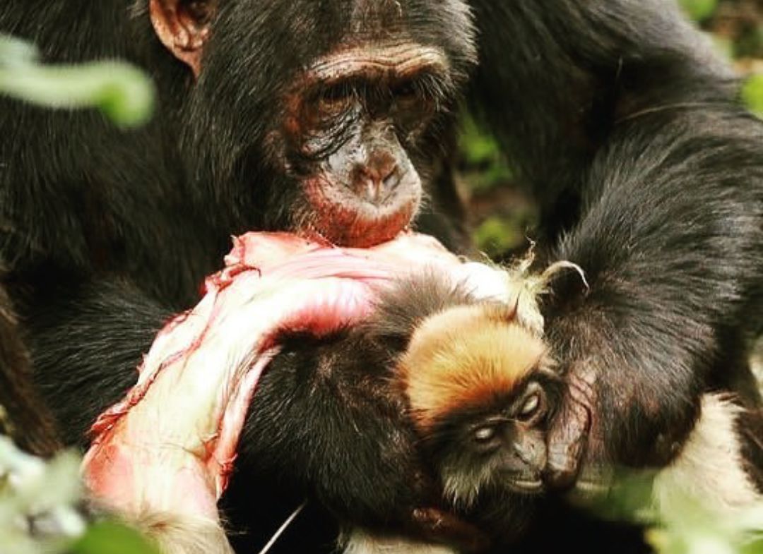 902期:①苍蝇超强的抓握能力②花豹今日受辱③火车将