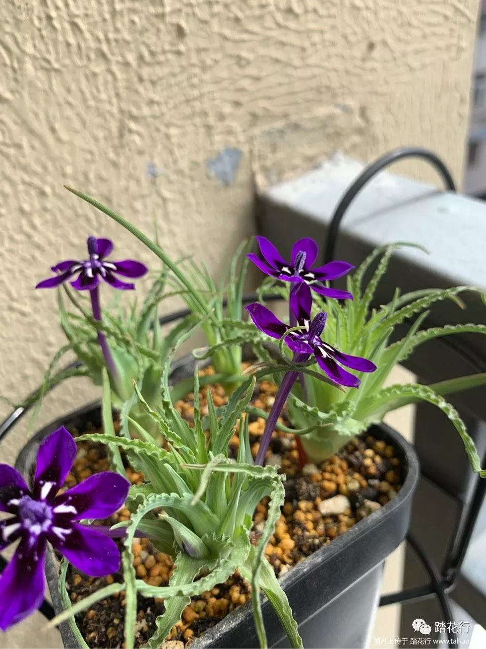 拉培疏初开,好精致啊