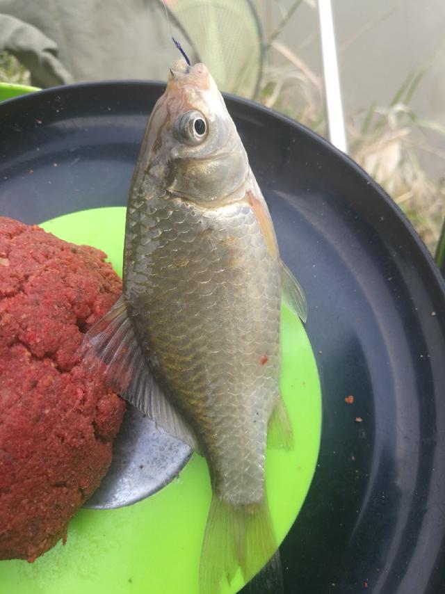 春江水暖独钓鲫,浅谈延续聚窝的重要性_鱼获