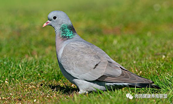 近期高发的沙门氏菌养鸽人需谨慎