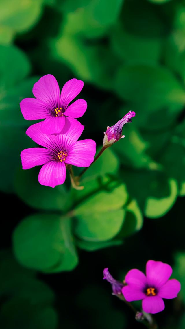 图虫静物摄影:无题