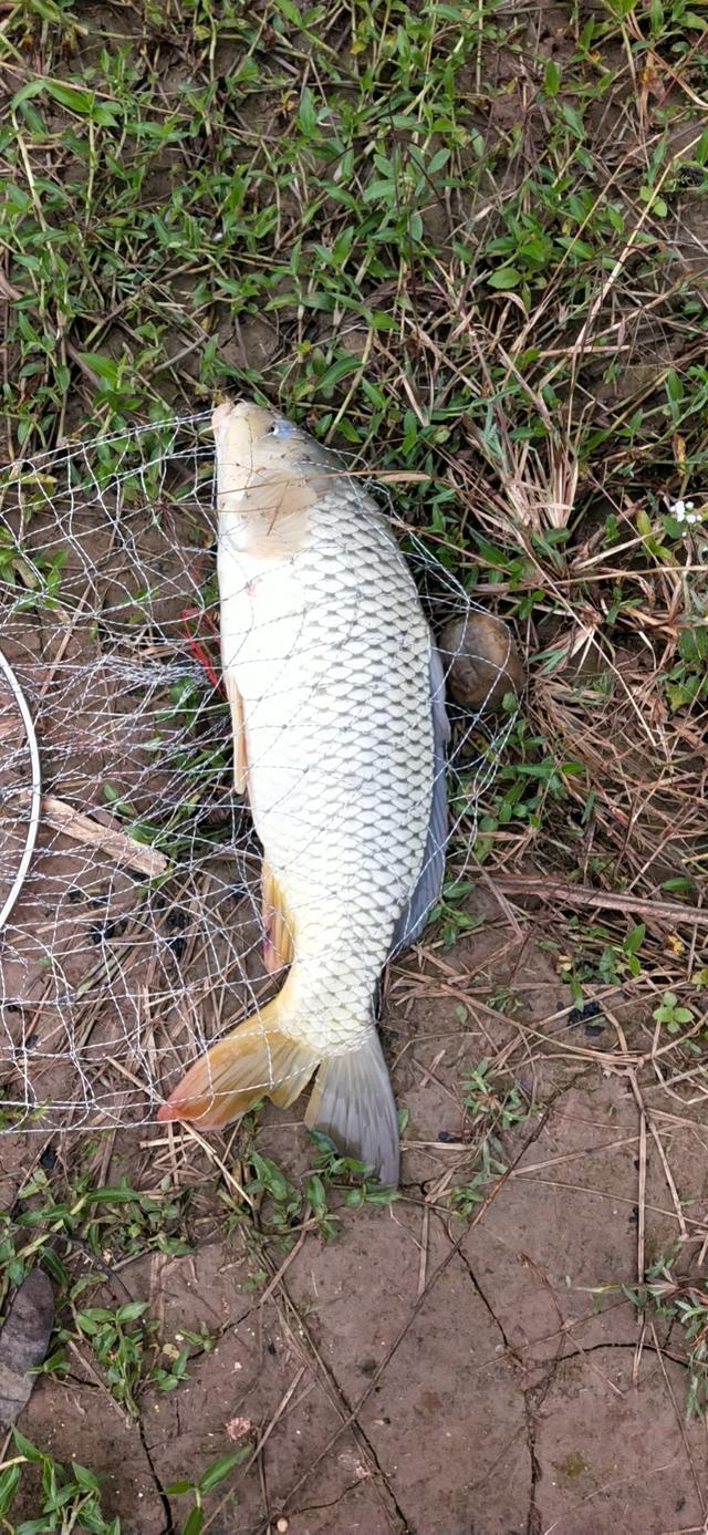 求问春季鲤鱼爆炸饵制作及钓位如何选择