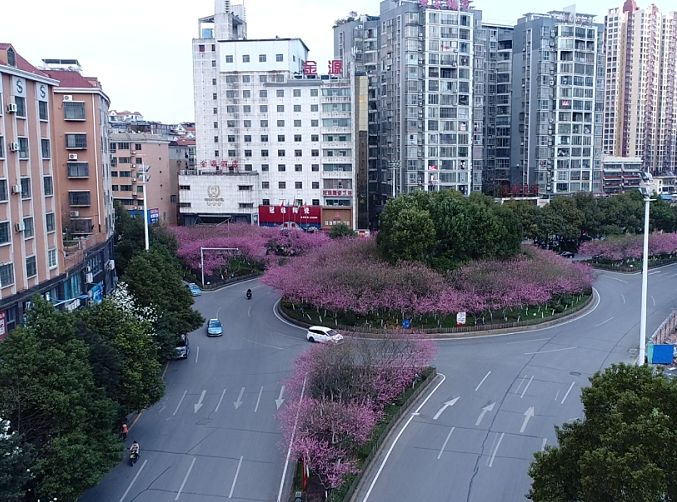 燕泉广场桃花美!疫情尚未结束,不要扎堆吃喝玩乐,再忍忍!_郴州