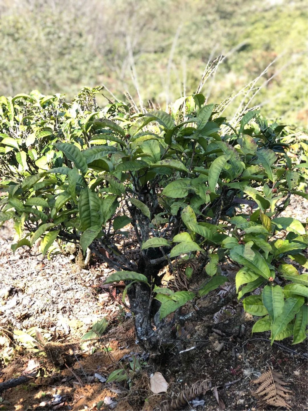 2020不良商家何来的滇红大金针