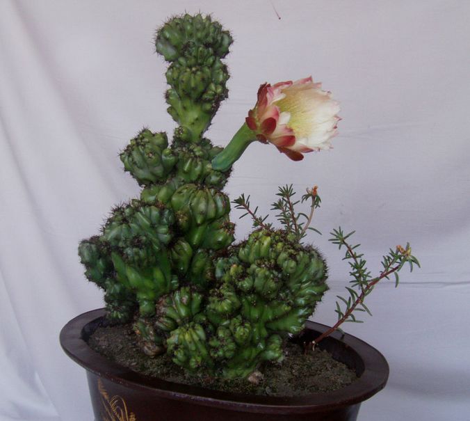 西浦草木(三百五十七)——山影拳