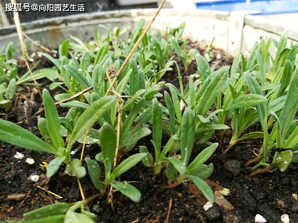 我们就可以把满天星的种子移栽到花盆里了,种植的密度可以稍微大一些