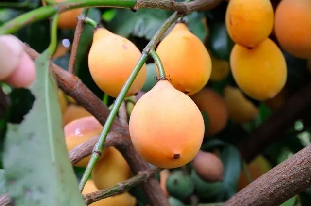 黄金山竹achacha01难得一见的牛奶果和紫柑橙"水果中鱼子酱"的澳洲