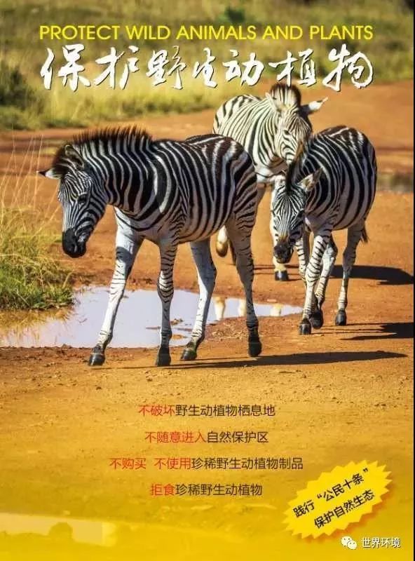 青生态海报呵护自然生态