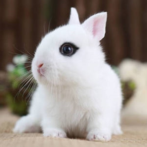 西施兔眼睛泪痕很重怎么办