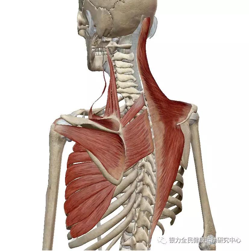 习惯耸肩,沉肩失灵,怎么练?