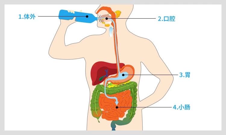 水的消化过程图图片