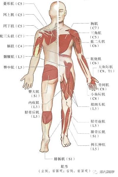 支配这些部位的神经是脊神经的肌节和脊髓节段对应的特定肌肉可以帮助
