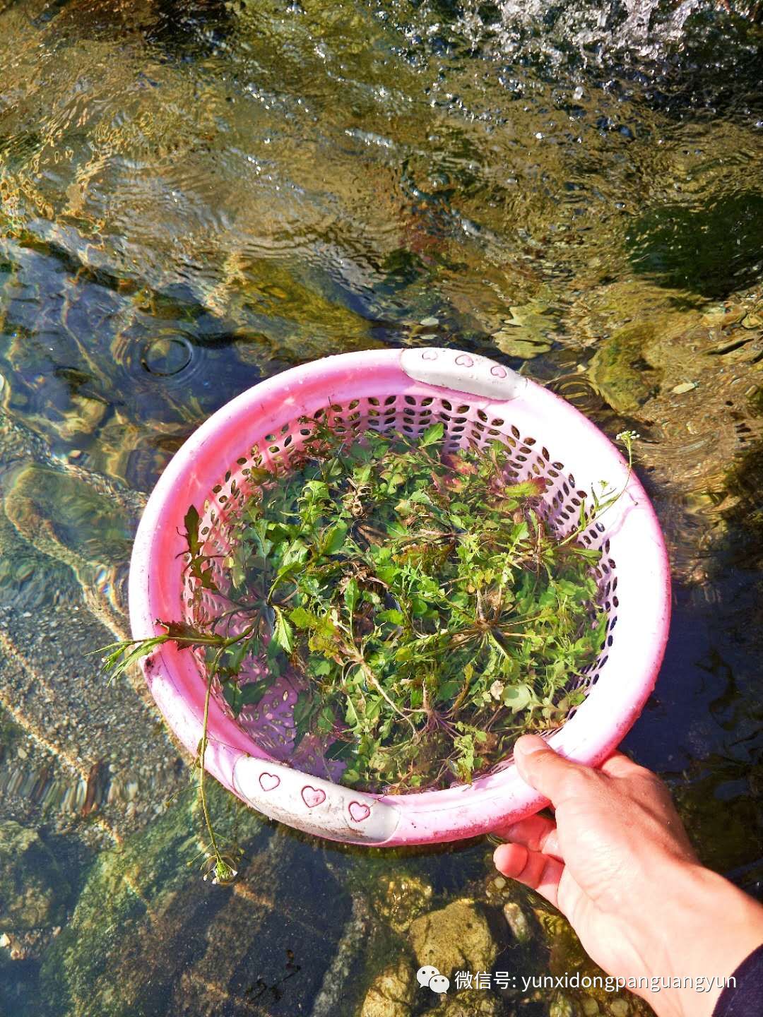 昨日记为何荠菜在通城叫斑菜呢