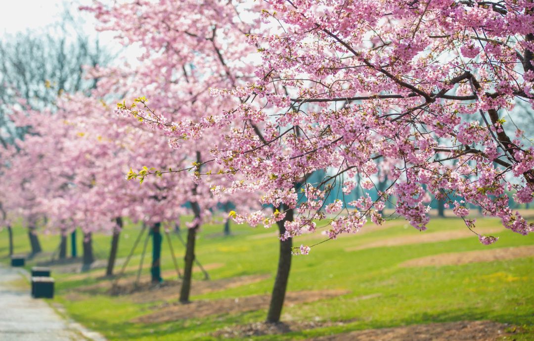 吸引央视来直播的上海辰山植物园樱花到底有多美