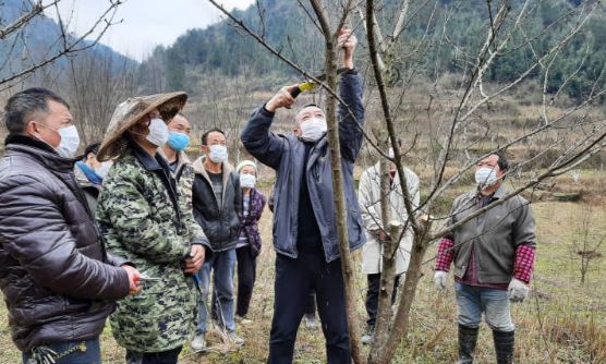 结果就是这种短果枝结"连日来,在中界镇中界村的双树坪空心李基地