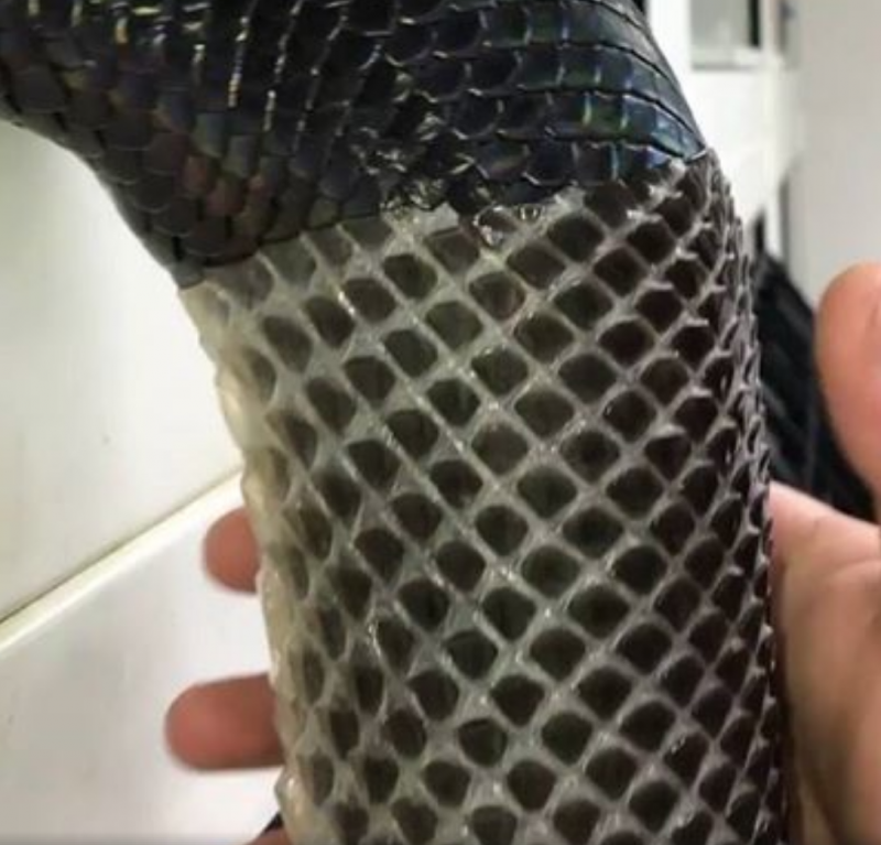 宠物蛇脱皮"主人兴奋帮忙拔下" 黑得发亮的鳞片纹路秒治愈网友