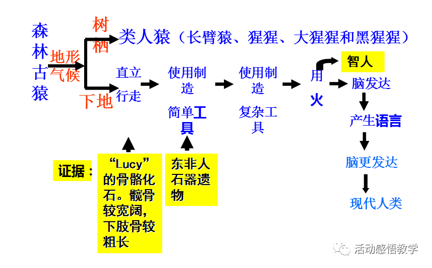 经典习题:1,促使森林古猿向人类进化的最重要的外界因素是)a.