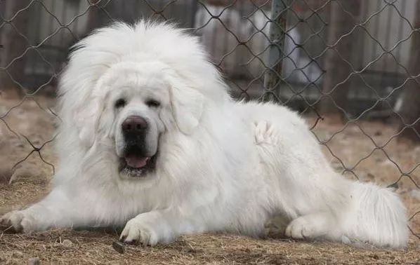 一组藏獒图分享给喜欢藏獒的你