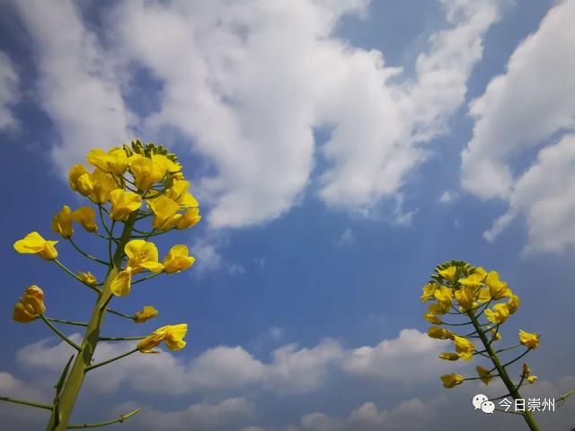 云上赏花节春田花花美照来了