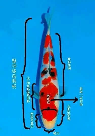 锦鲤体型的挑选