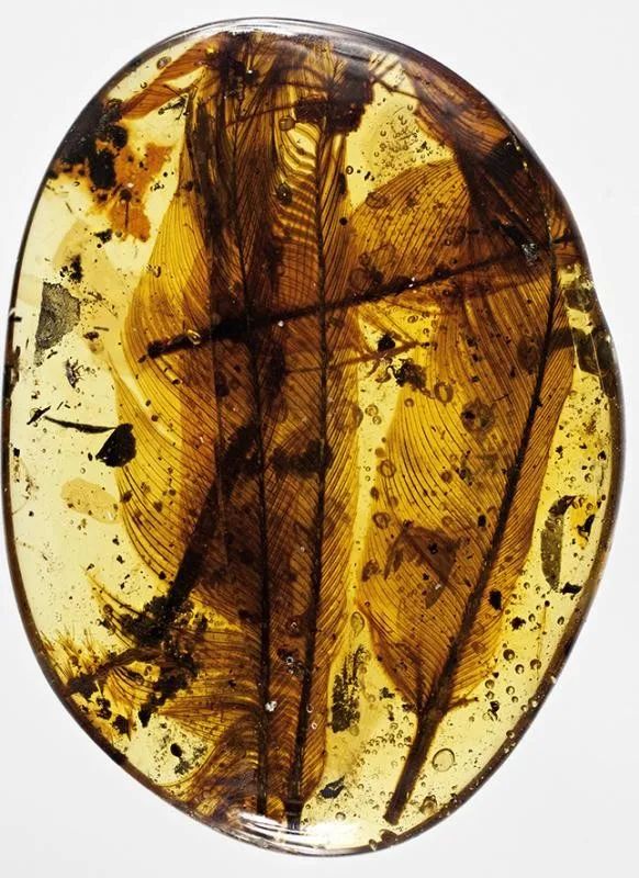 毛茸茸的恐龙中外科学家在琥珀中发现恐龙羽毛