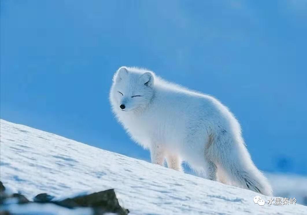 白狐雪夜中一隻白狐孤獨守望天地蒼茫間月亮沉溺於宇宙之床執眼相望處