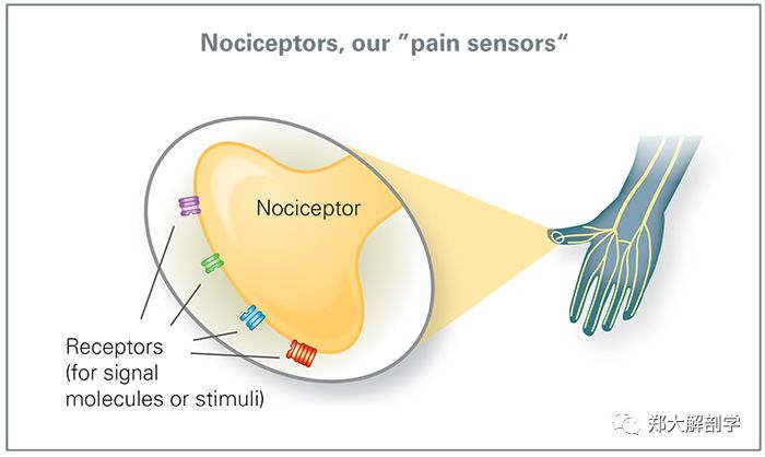 一文终结关节感受器