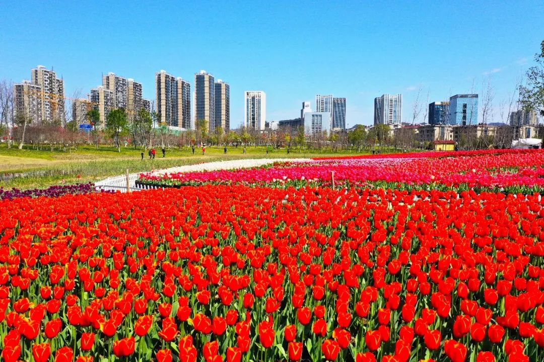 九龙汇湿地公园30万株郁金香已盛开今年我们可以在线vr赏花