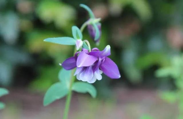 人面桃花的姑娘是否在村头小径的春风中等我唯美原创小诗