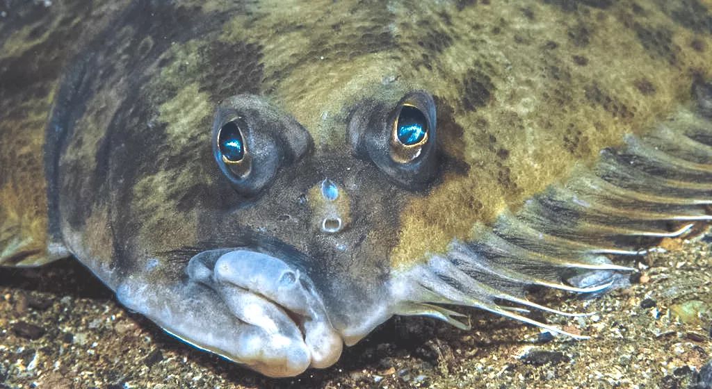 百变小章鱼细胳膊画纹身