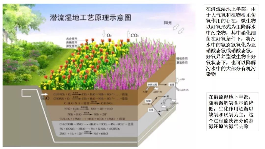 人工湿地生态修复技术