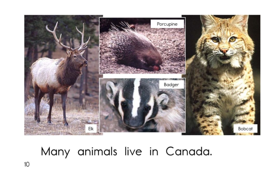 【raz-c-7】the animals of canada