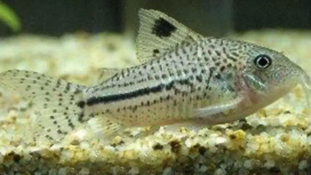 每日一鱼三线豹鼠豹纹体侧有三条横纹