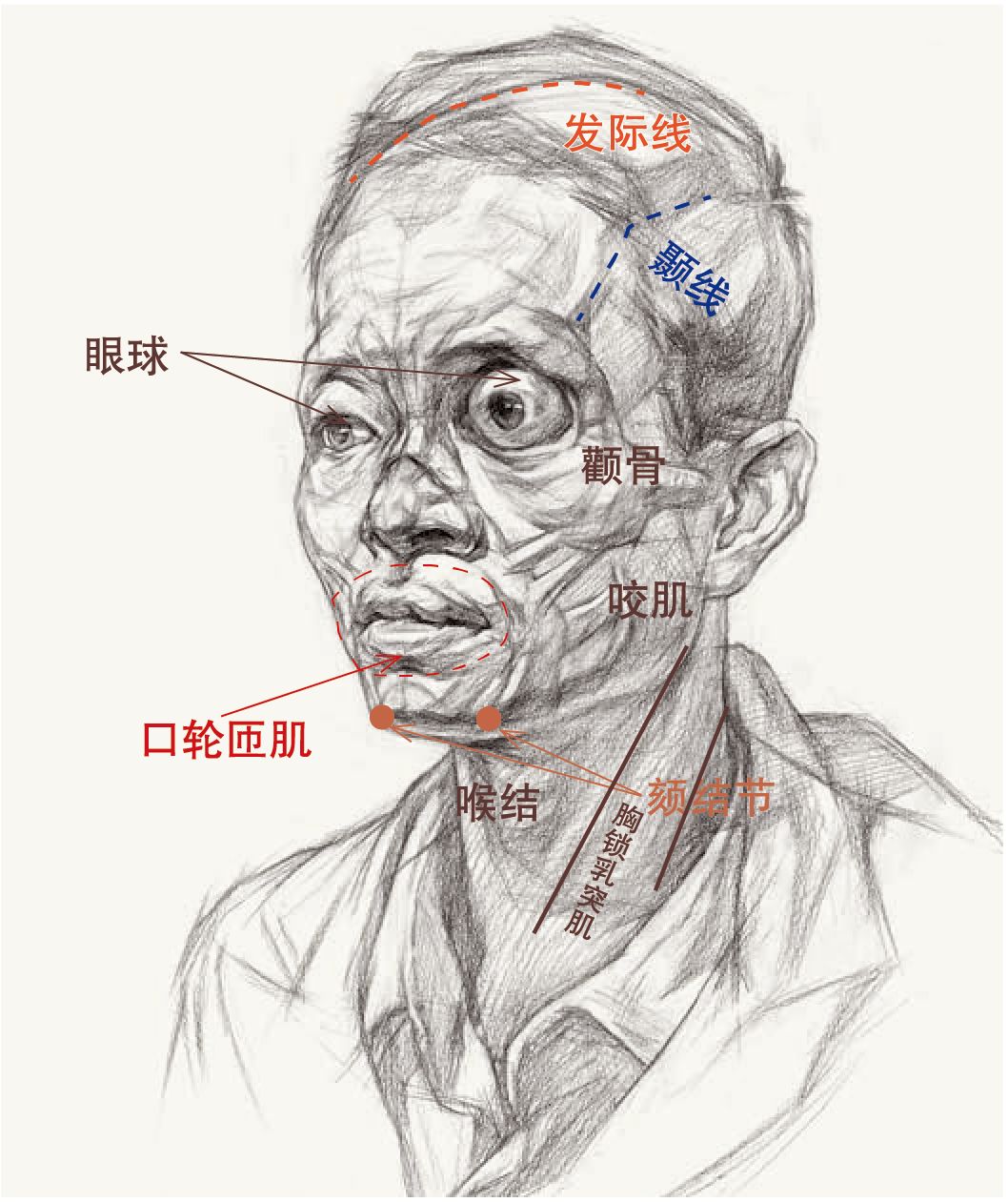 素描头像团块知识点图片