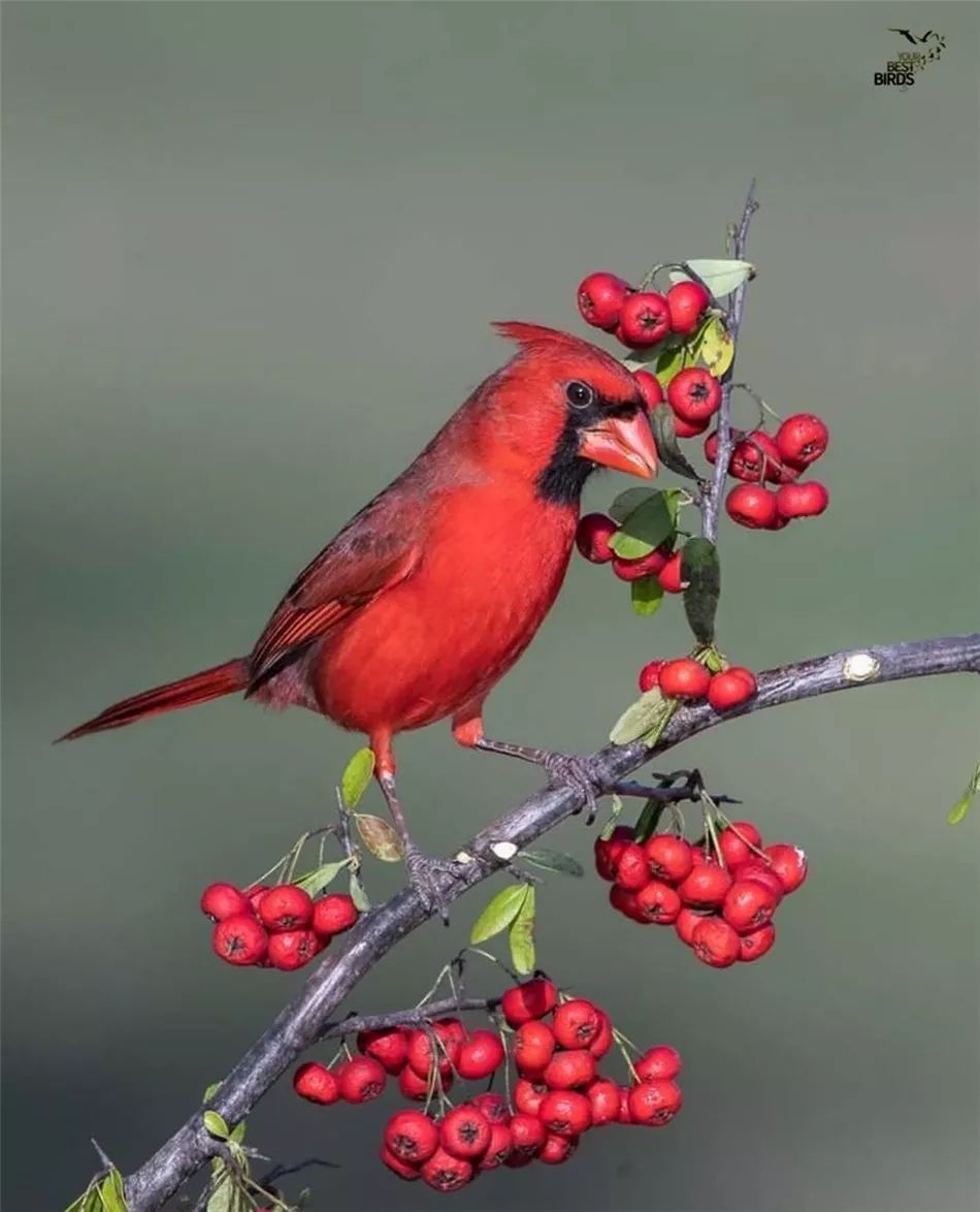 漂亮鸟儿,飞来了!
