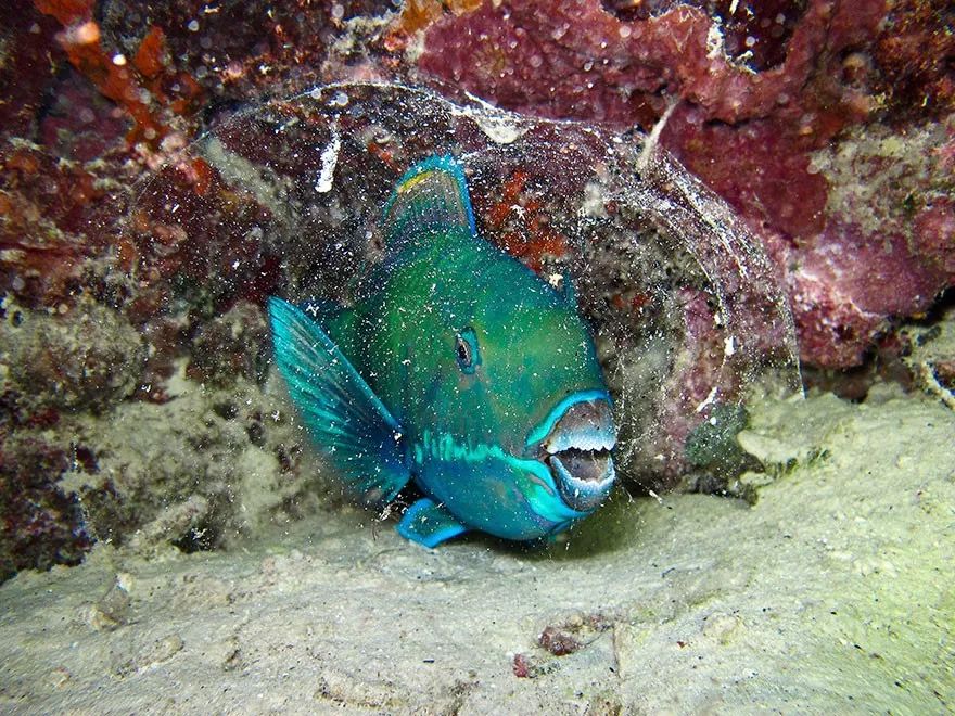 100张2019海洋摄影大赛参赛作品这些海洋生物每一个都是上帝的杰作