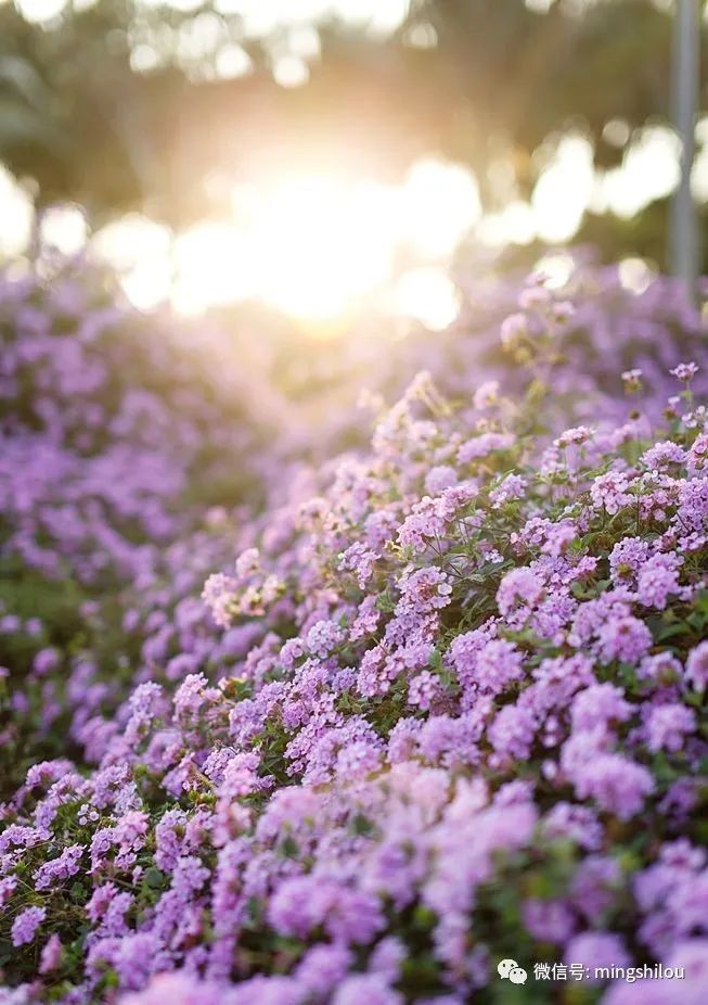 文 高尔泰1美,是人类生活的有机组成部分.