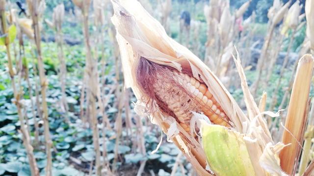 农田里的玉米棒被老鼠啃,这样的玉米让人怎么去爱