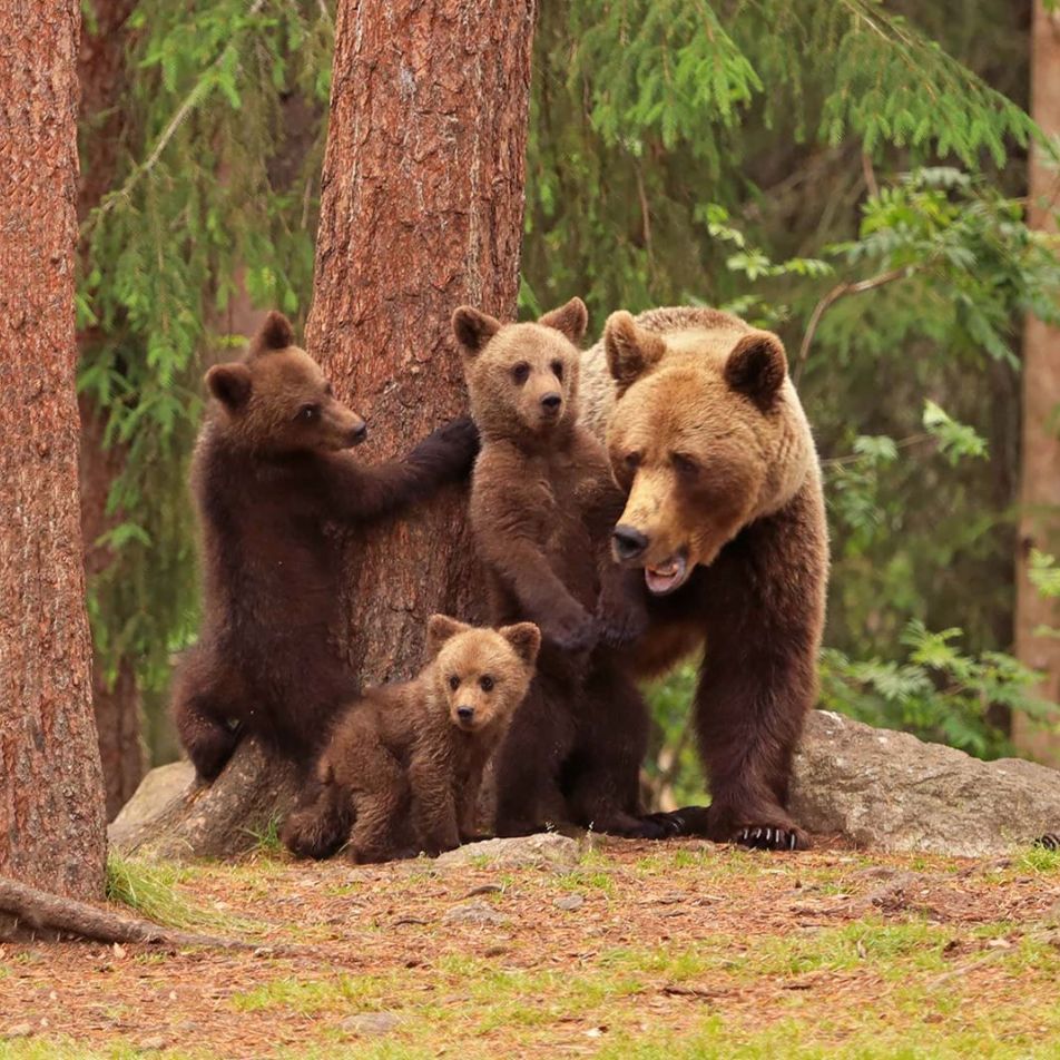 摄影师捕捉到了三只小熊跳舞,舞动它们的胯胯轴!