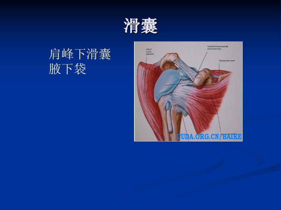 肩周炎针刀诊疗( 体表定位)_技巧