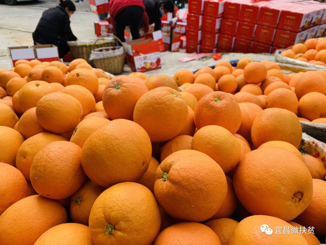 通过中国果品流通协会诚邀全国水果经销商帮助销售秭归脐橙,为运输