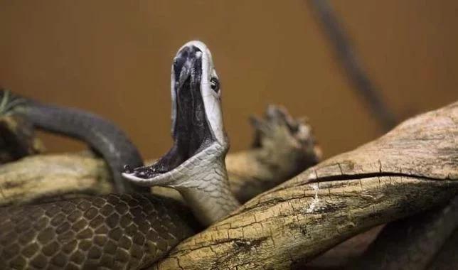 全球10大最毒之蛇! 黑曼巴排第3? 第一第二名不虚传!