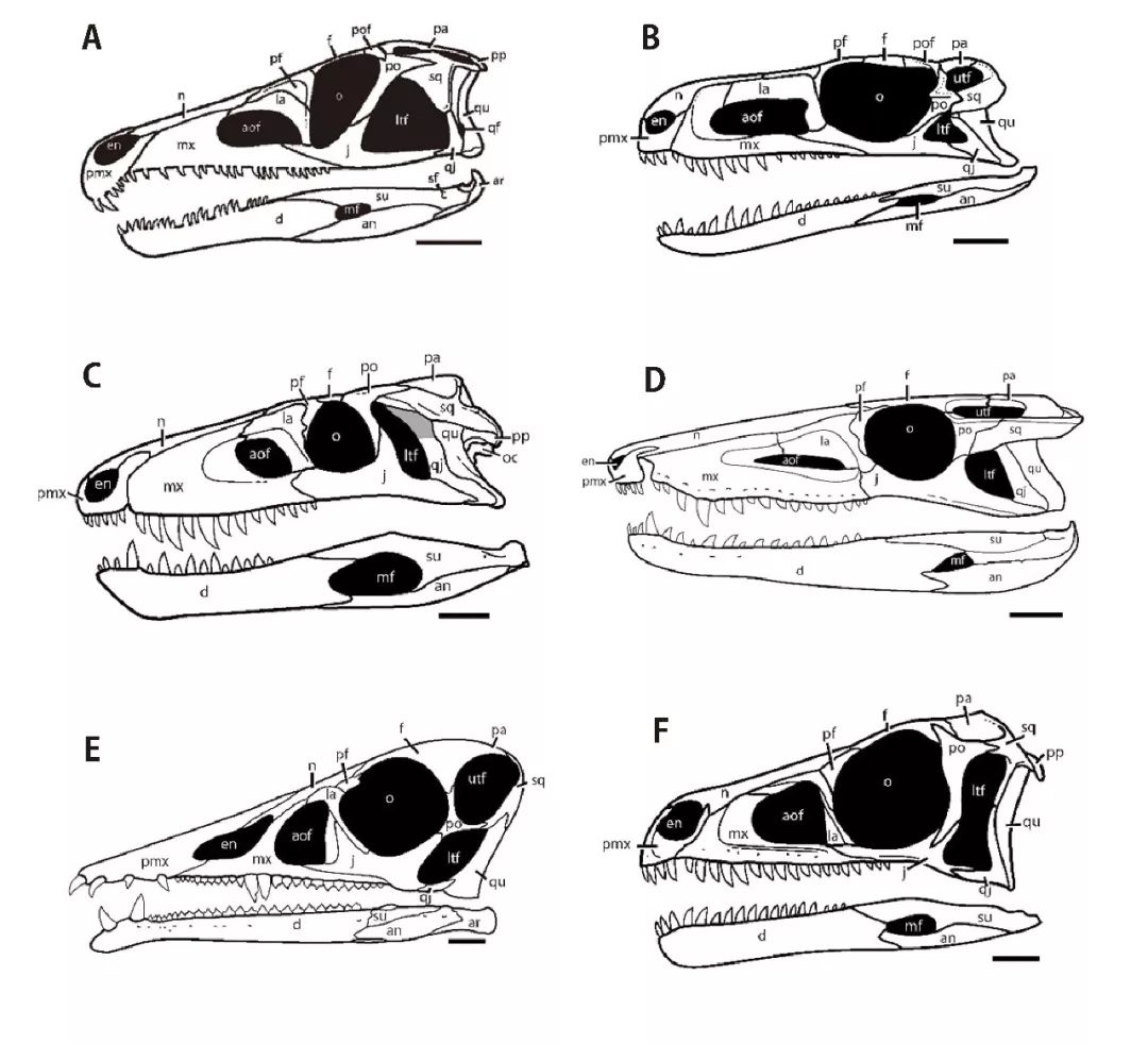 此外,恐龙属于爬行纲,也就是爬行动物,具体可归入双孔亚纲主龙形类