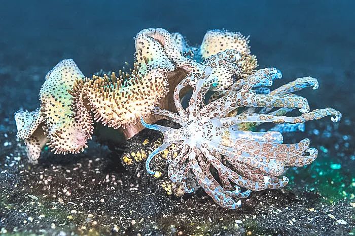 百变小章鱼细胳膊画纹身