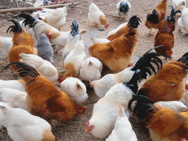 深圳配送走地鸡直接从生态园发出配送保证新鲜到家148元抢168元南百旺